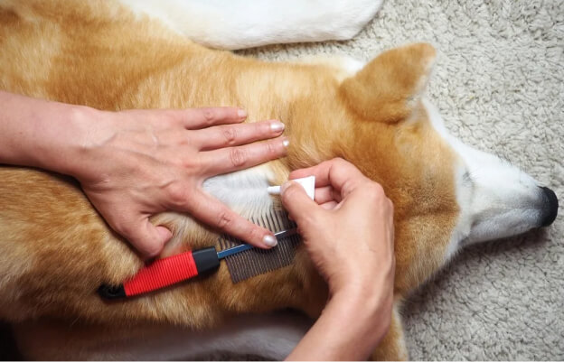 Владелец наносит капли от клещей на холку собаки